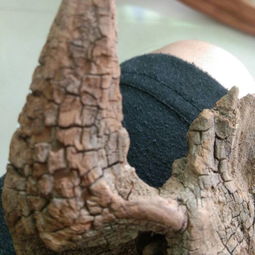 崖柏去皮要用水泡,有兩張圖片第一張圖片是有皮還是沒有皮 我分不出來,皮是不是陳化掉呢 第二張是有皮