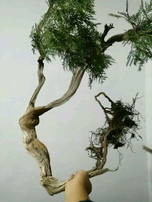 崖柏下山樁怎么上盆 教你浸泡的方法 圖片