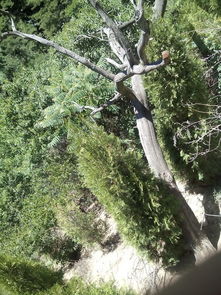 這是不是崖柏啊,怎么能鑒定