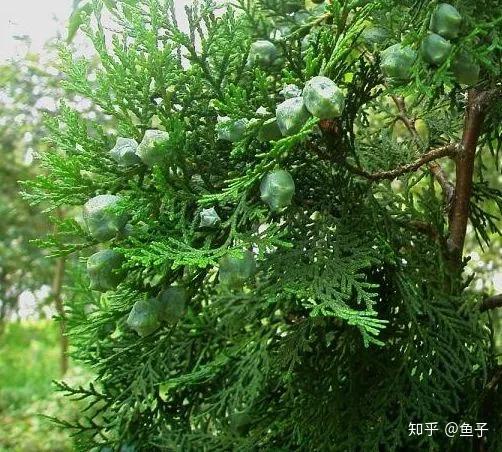 真柏 龍柏 圓柏 側柏 崖柏 扁柏的區別辨識