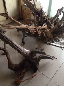 安陽有收崖柏的嗎