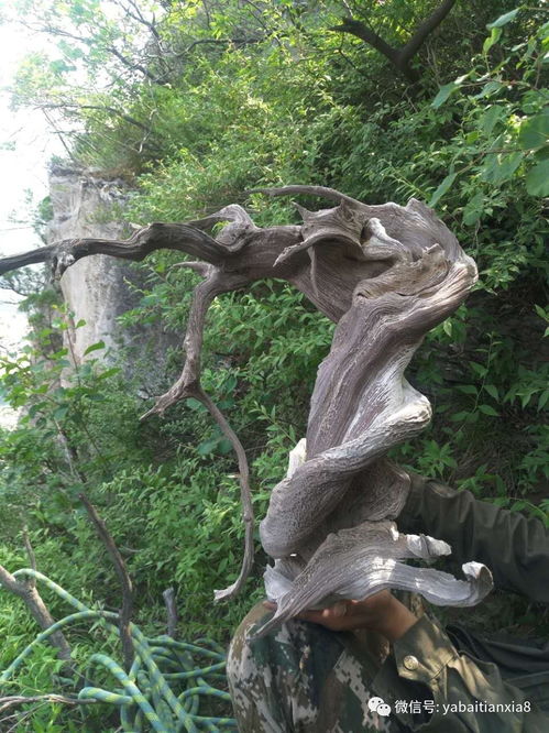 如果你手里有這幾種崖柏,不想發財都難