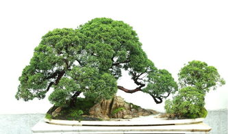 真柏 龍柏 圓柏 側柏 崖柏 扁柏的區別辨識