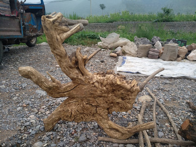 崖柏 春風化雨中的生命禮贊