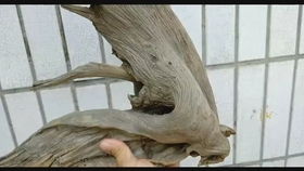 精品太行崖柏筆筒 自然與工藝的完美融合