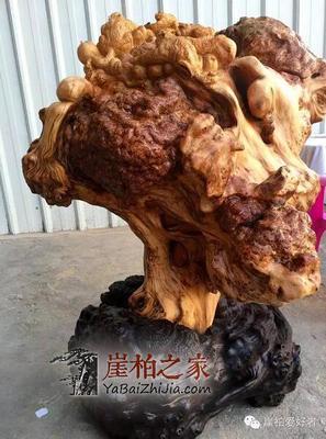 萬年崖柏 陳化榴爆滿紋，六位數(shù)的自然瑰寶