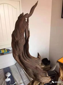 尋柏之路多坎坷 為何精品崖柏如此難求？