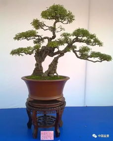 黃荊與崖柏 盆景藝術(shù)的制作與養(yǎng)護(hù)雙璧