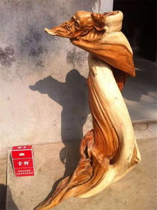 100種精品太行崖柏，震撼你的眼球