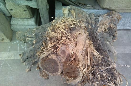 崖柏劫 千年風(fēng)骨一朝毀，無辜土柏共蒙塵