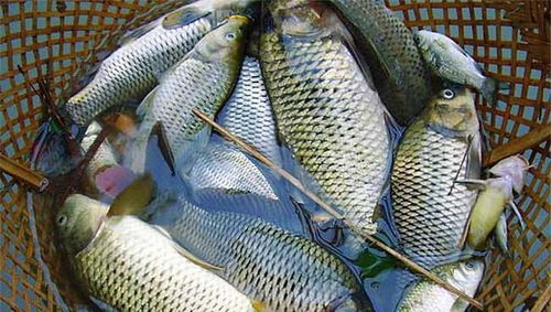深海魚和淡水魚，到底哪個更有營養(yǎng)？看完知道怎么選了