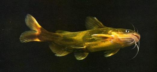 淡水魚不如海魚?最好吃的18種淡水魚,最后一種被稱為尼克松魚