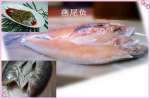 【海鱔魚】海鱔魚價格/圖片_海鱔魚批發(fā)/采購_海鱔魚廠家/供應商