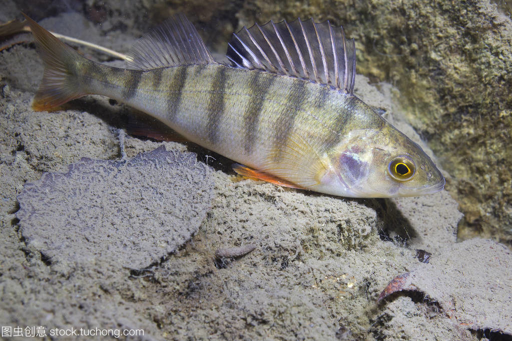 淡水魚鱸魚 (perca fluviatilis) 在美麗干凈的磅。水下射擊在湖中。野生動物。棲在自然棲所以尼斯背景。住在湖里