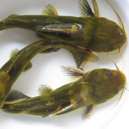 微山湖活魚現殺鮮活新鮮黃骨魚昂刺魚昂針黃辣丁500g淡水魚類