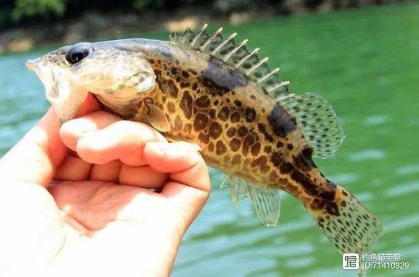 它是國內(nèi)淡水兇猛魚的典型代表,最好吃的方式就是清蒸