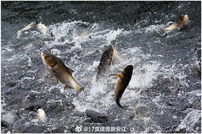 吃貨建德#建德有機(jī)魚均為野生放養(yǎng)的淡水魚