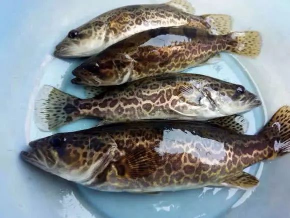 斑鱖棲居于清凈水域,被譽為&ldquo;淡水魚之王&rdquo;